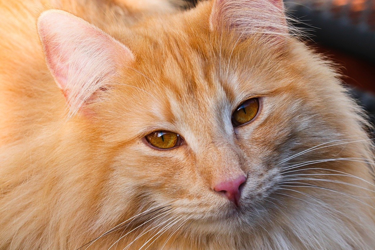 How to Choose the Right Cat Breed for Your Home